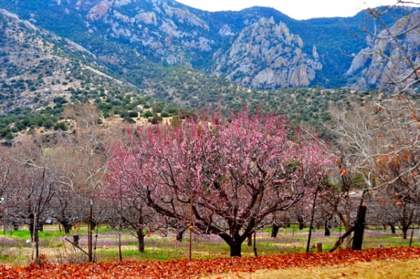 pink-tree