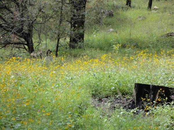 hiking-in-the-chiricahua-mountains