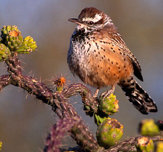 Arizona Cactus Wren