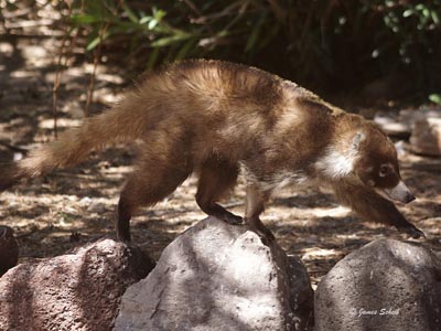 Coati02831em