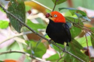 bird-with-fruit