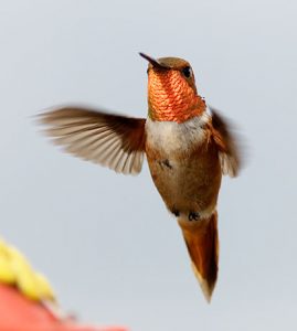 flying-orange-bird