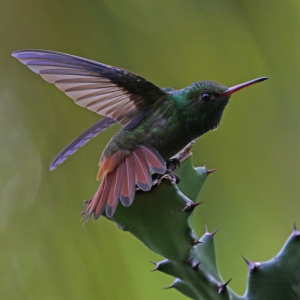 bird-takeoff