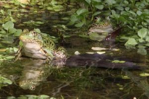 frogs-in-water