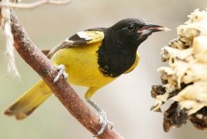 yellow-and-black-bird